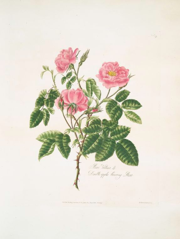 Rosa Villosa = Double Apple Bearing Rose. [Apple Rose] (1799 throughout Kathryn White Botanical Flowers