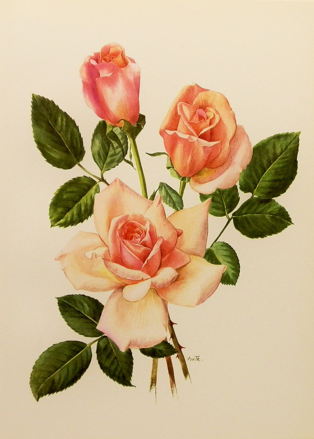 Rose Botanical Drawing At Getdrawings | Free Download for Jasmine Ryan Botanical Artwork