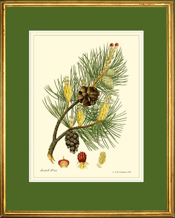 Scotch Pine Antique Botanical Print Reproduction By Posterplace pertaining to Antique Botanical Prints Reproductions