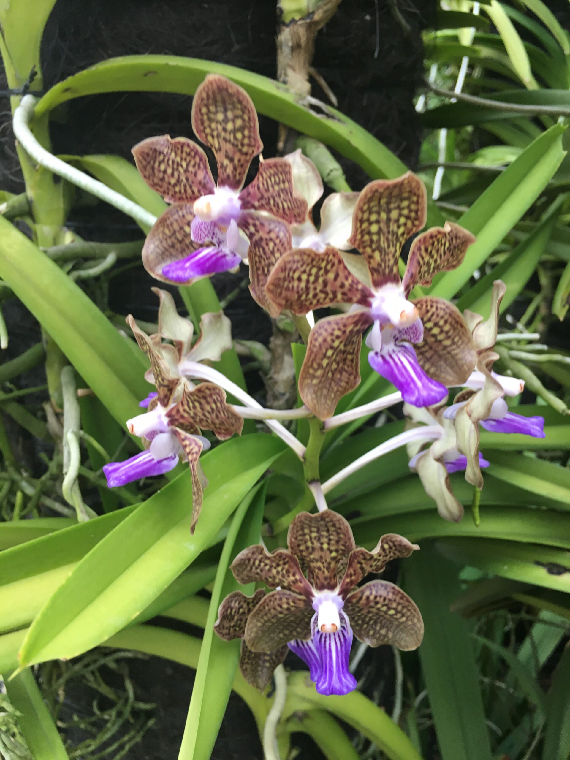 Singapore Botanical Garden | Botanical Gardens, Botanical, Plants in Florist Singapore Botanical Garden