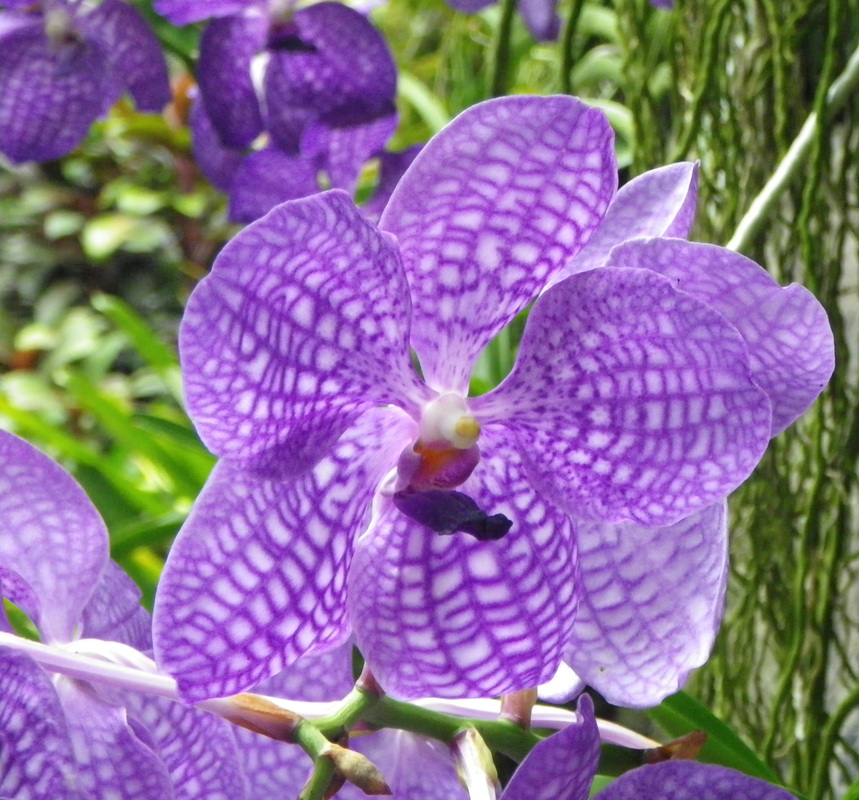 Singapore Botanical Gardens with Florist Singapore Botanical Garden