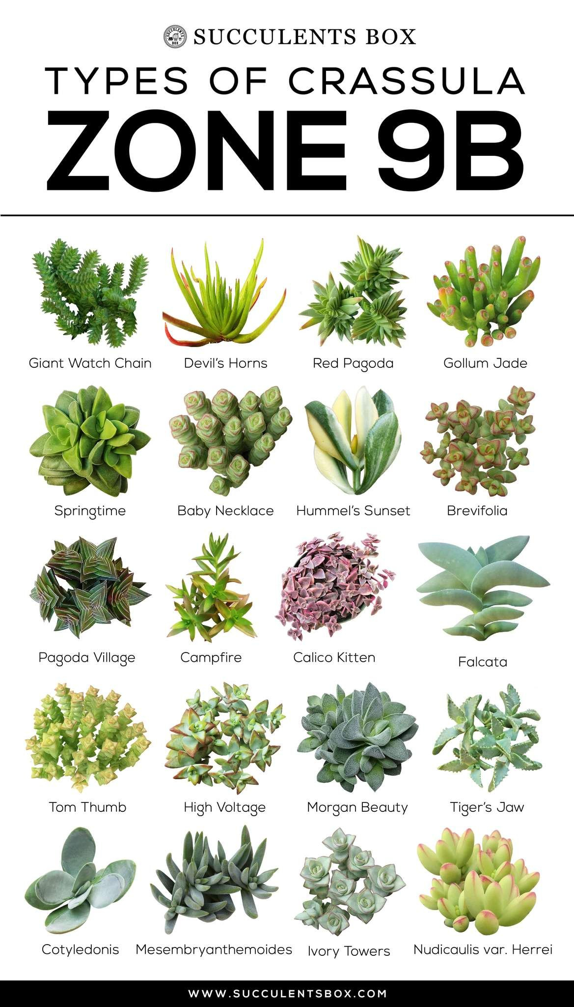 Succulents Names And Images  Succulent Plant regarding Flowers And Their Botanical Names