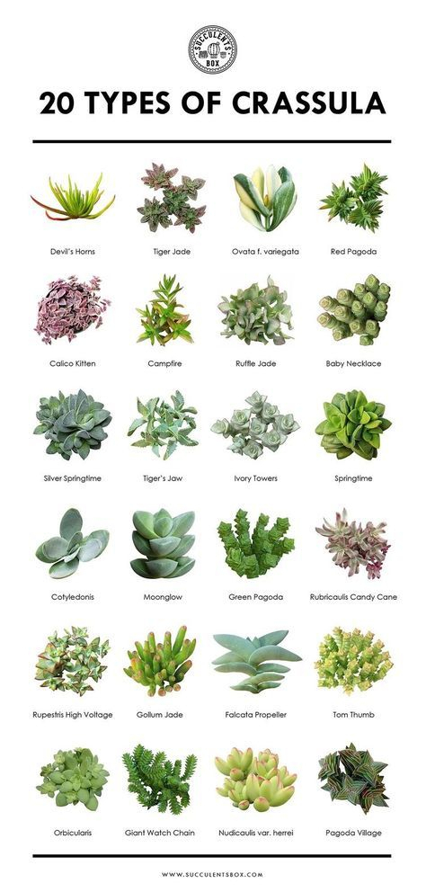 Succulents Names And Pictures for Flowers And Their Botanical Names