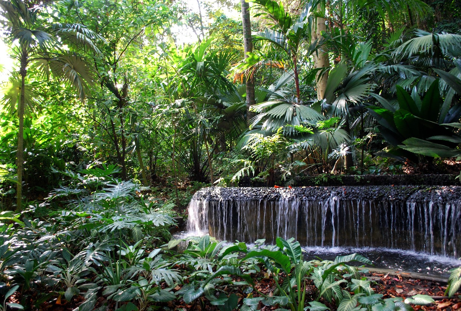 The Intercontinental Gardener: Strolling Through Steamy Singapore intended for Florist Singapore Botanical Garden