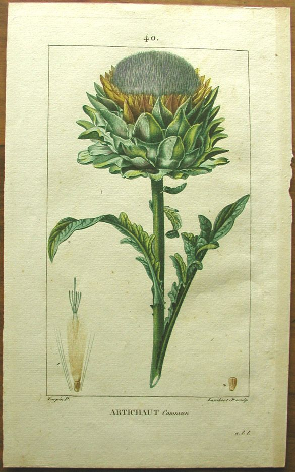 The Online Gallery | Plantae (Botanical) | Pjf Turpin | Hand Coloured in John Ruskin Botanical Drawings - Botanical Gallery Calendargraphicdesign.com