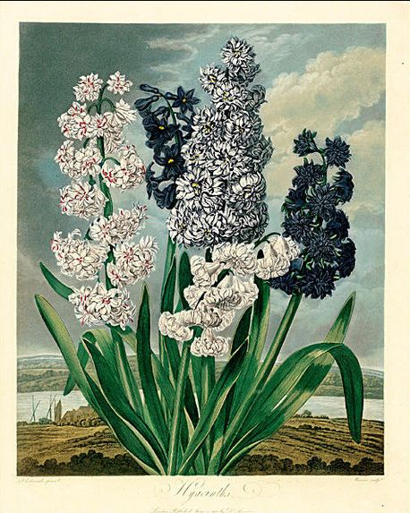 The Temple Of Flora ( 17971810) Hyacinths By Dr.robert John Thornton for John Ruskin Botanical Drawings - Botanical Gallery Calendargraphicdesign.com