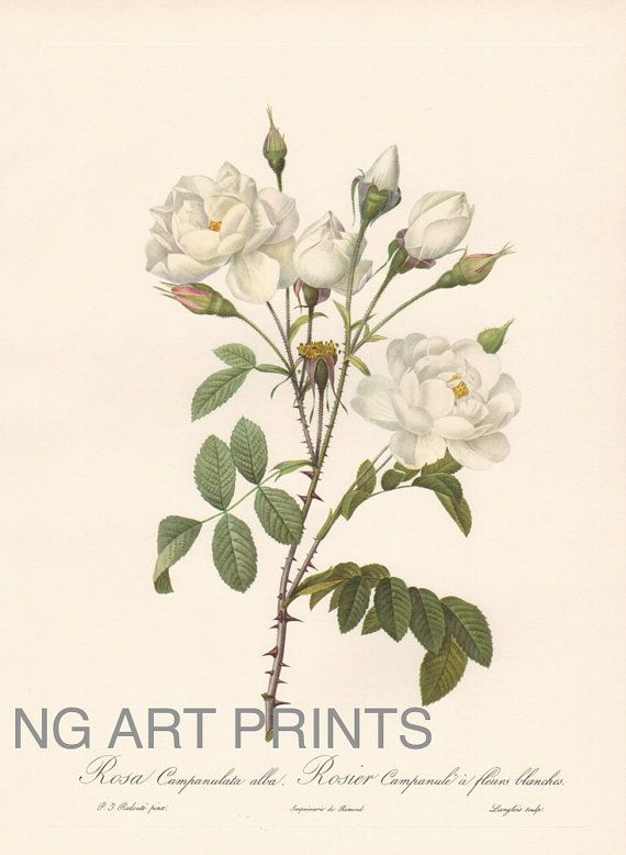 This Antique Botanical Print Features Lovely White Roses. This Is A inside Antique Botanical Prints Reproductions