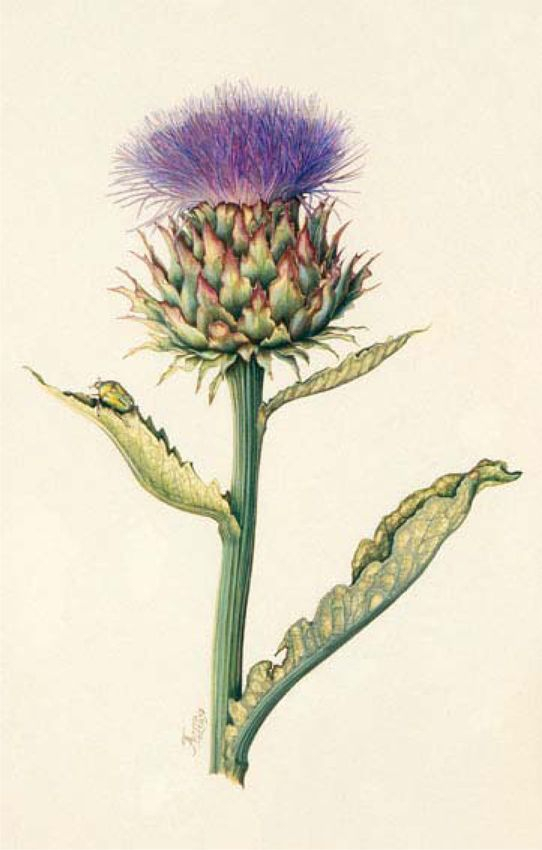 Thistle Artwork | Botanische Tekeningen, Wilde Bloemen, Botanische with John Ruskin Botanical Drawings - Botanical Gallery Calendargraphicdesign.com
