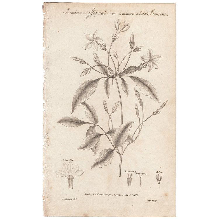 Thornton Plate 24 Common White Jasmine — Summer Weeds | Antique with Jasmine Ryan Botanical Artwork