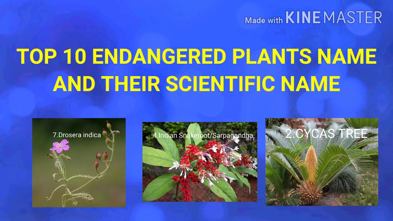 Top 10 Endangered Plants Name And Their Scientific Names.  Youtube in Flowers And Their Botanical Names