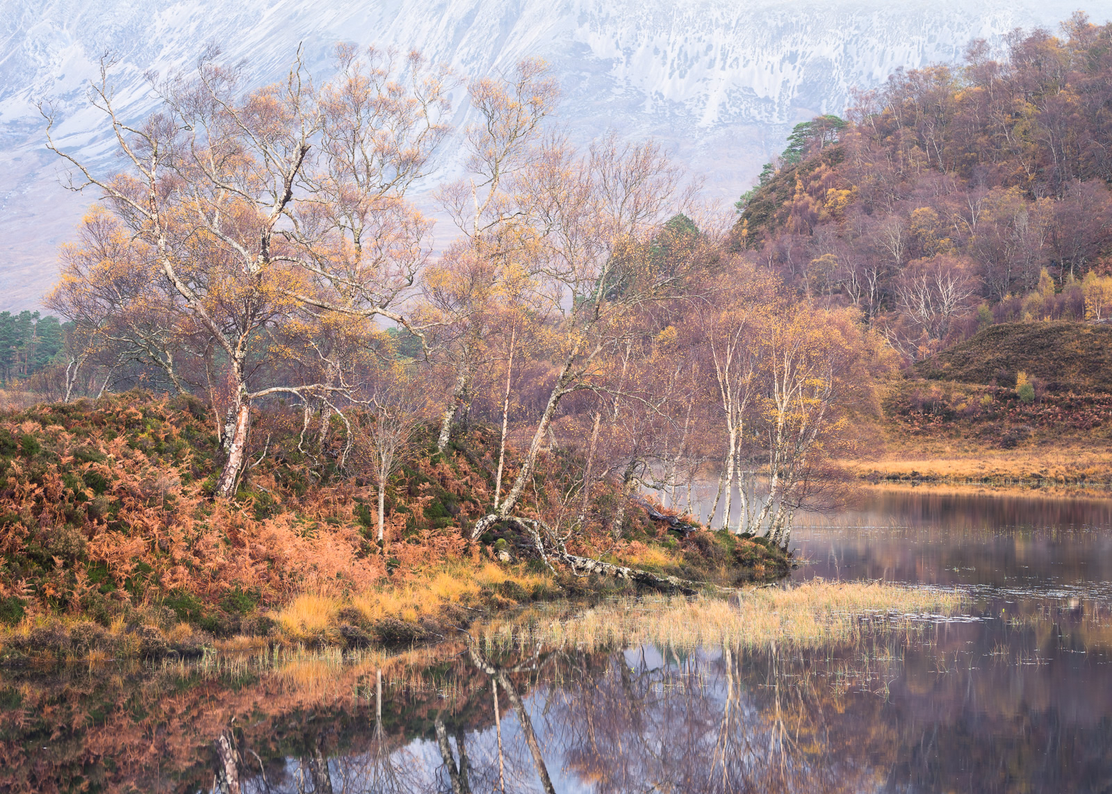Torridon Birch  Simon Baxter Landscape Photography in North Wales Photography Workshops By Simon Kitchin Blog