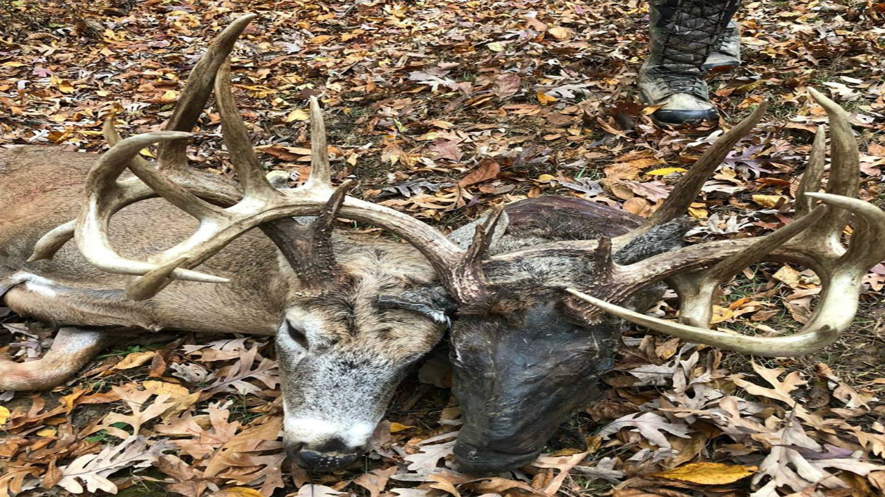 &quot;Twoheaded&quot; Deer Killed In Kentucky inside Kentucky Deer Rut Dates