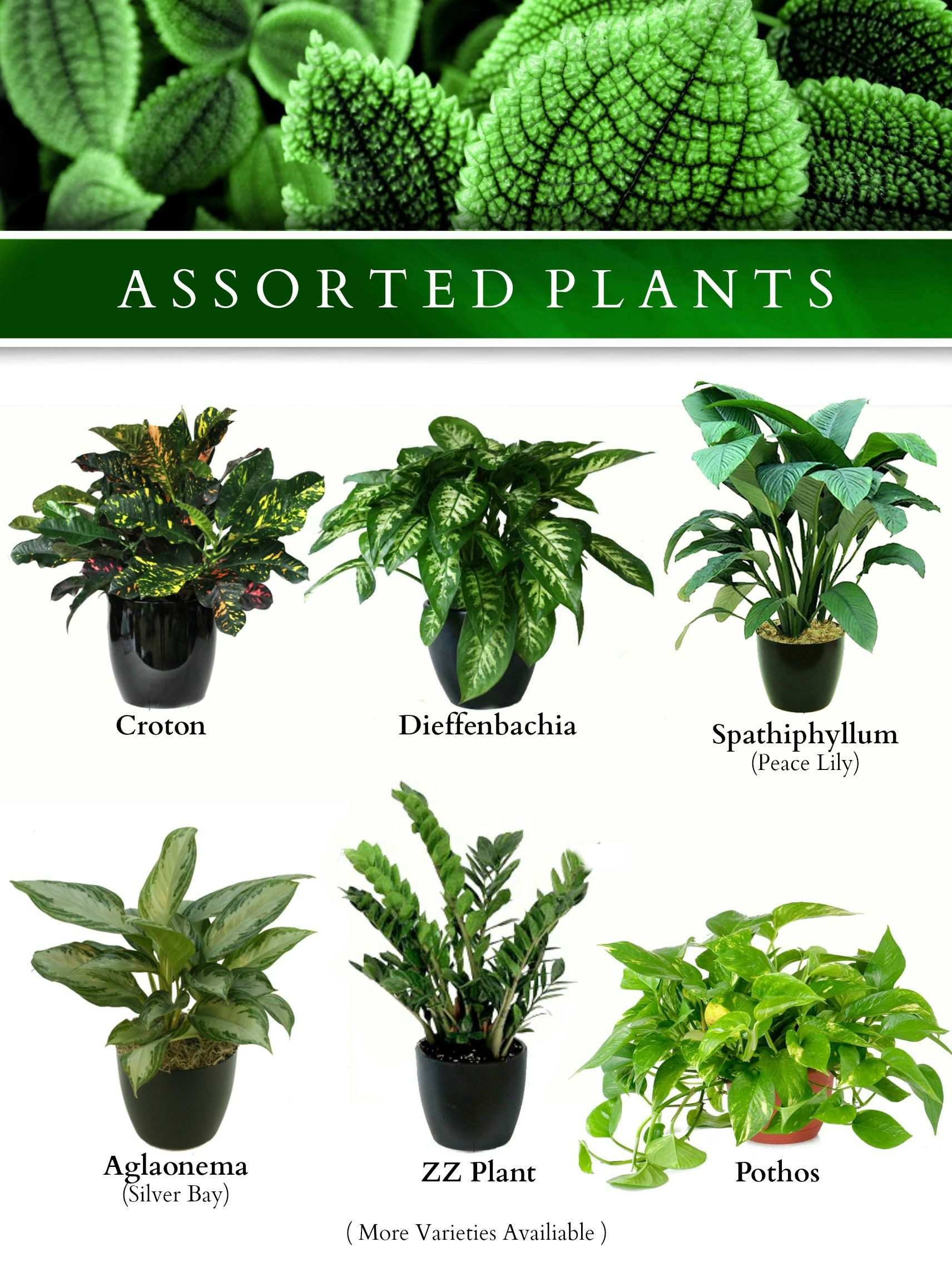 Types Of Tropical House Plants intended for Flowers And Their Botanical Names