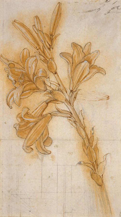 Universal Leonardo: Leonardo Da Vinci Online › Study Of A Lily pertaining to Da Vinci Botanical Drawings