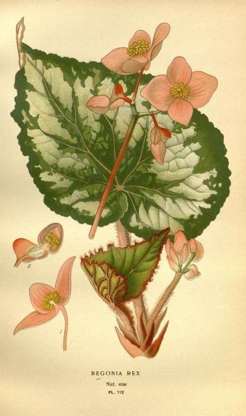V. 2 Favourite Flowers Of Garden And Greenhouse Biodiversity inside Joseph Banks Botanical Drawings