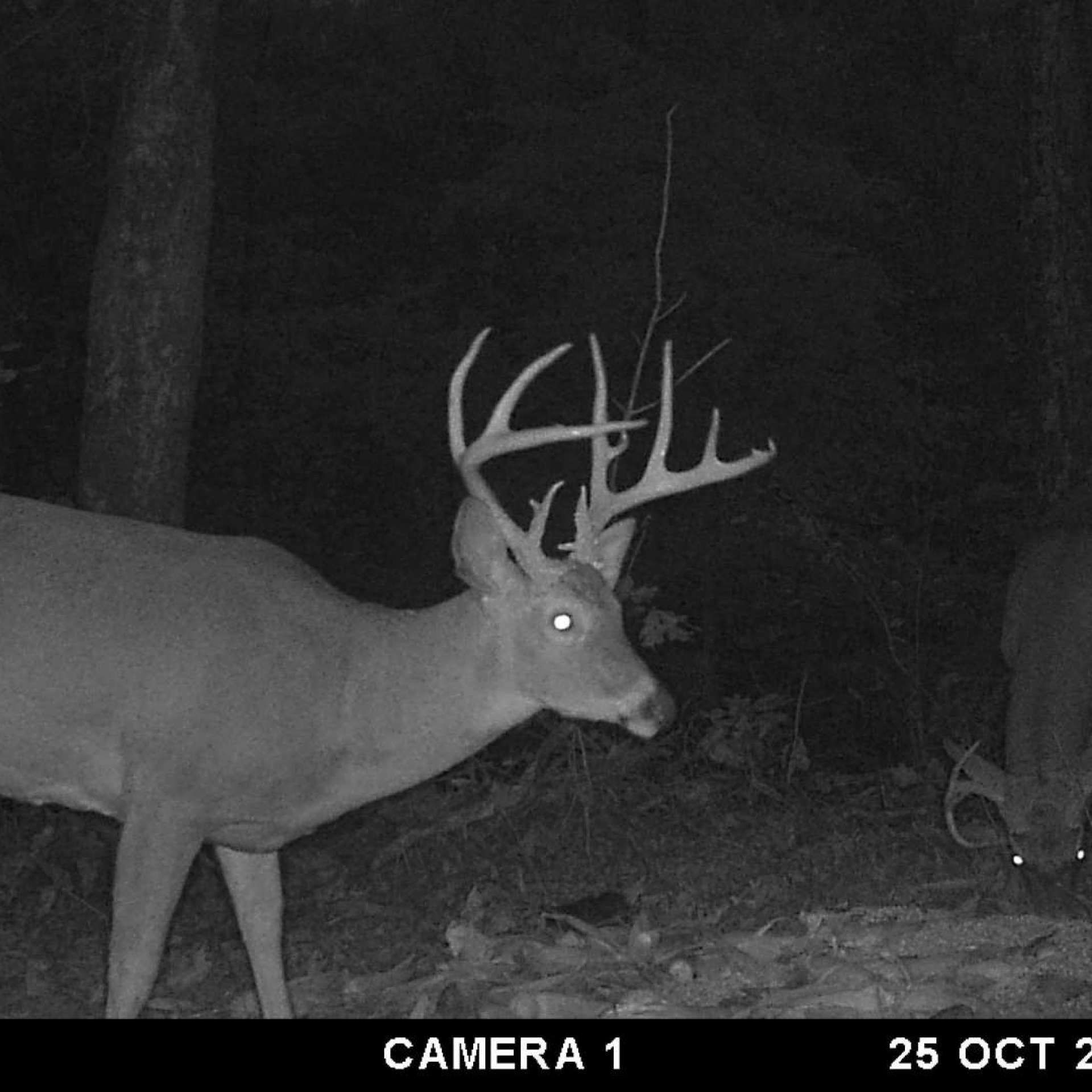 Velvet Whitetail Hunt  Ky  Trips4Trade intended for Kentucky Deer Rut Dates