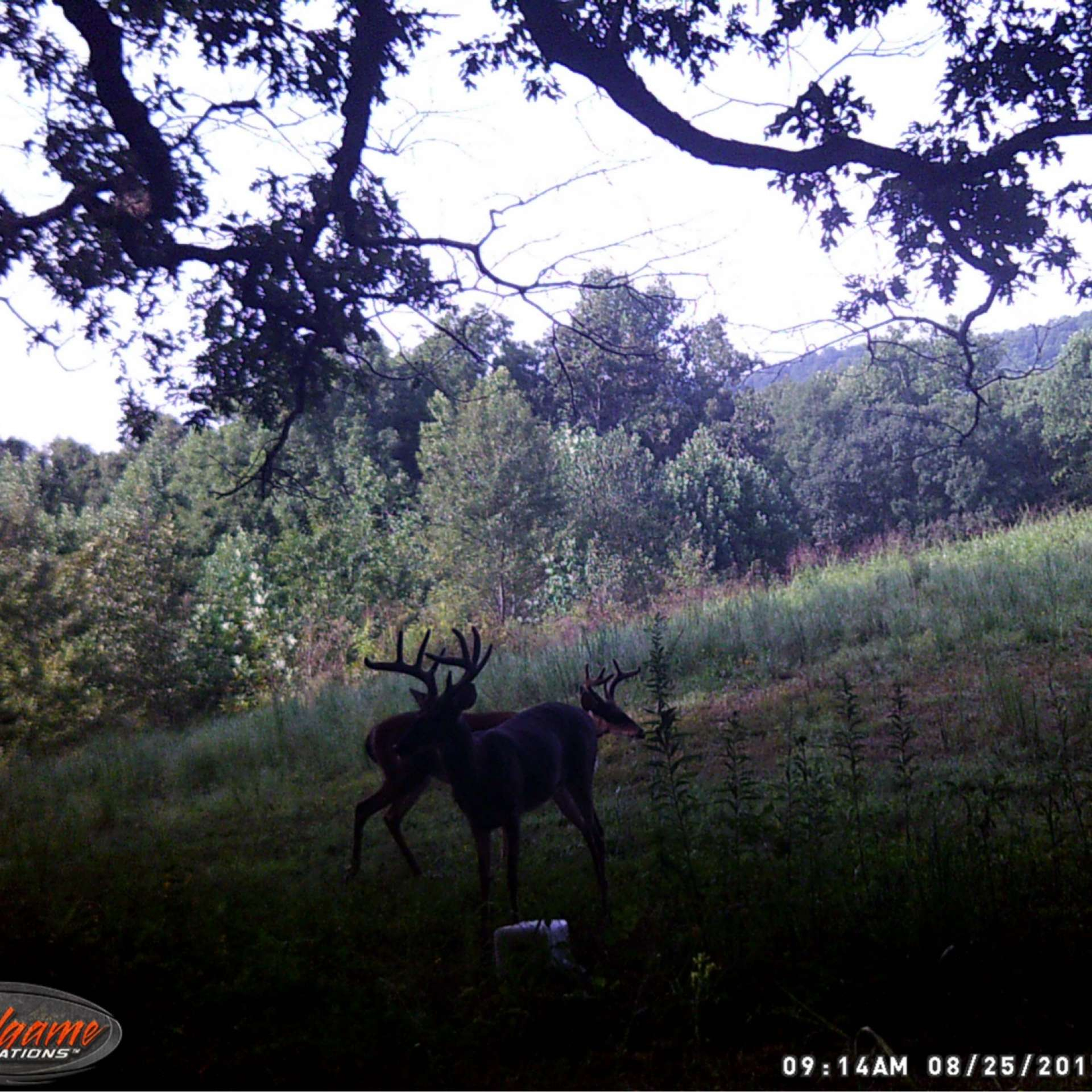 Velvet Whitetail Hunt  Ky  Trips4Trade pertaining to Kentucky Deer Rut Dates