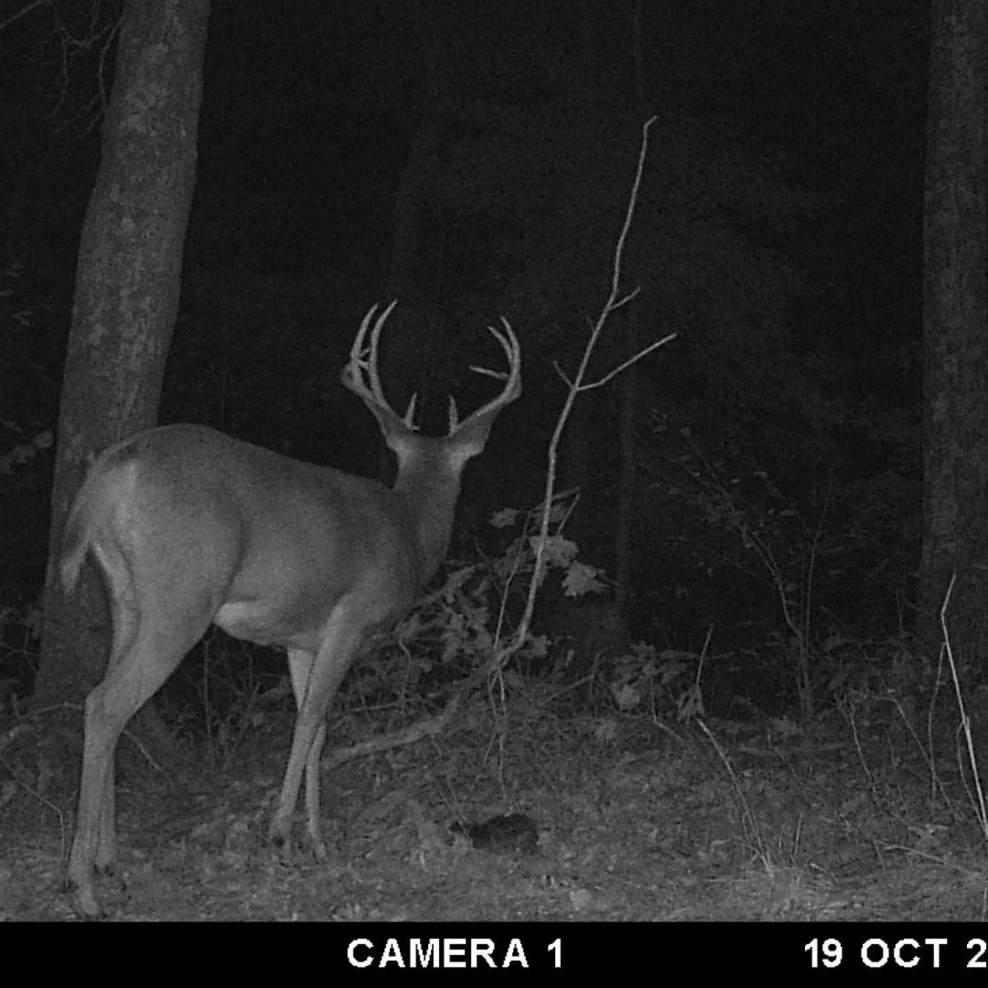Velvet Whitetail Hunt  Ky  Trips4Trade with Kentucky Deer Rut Dates