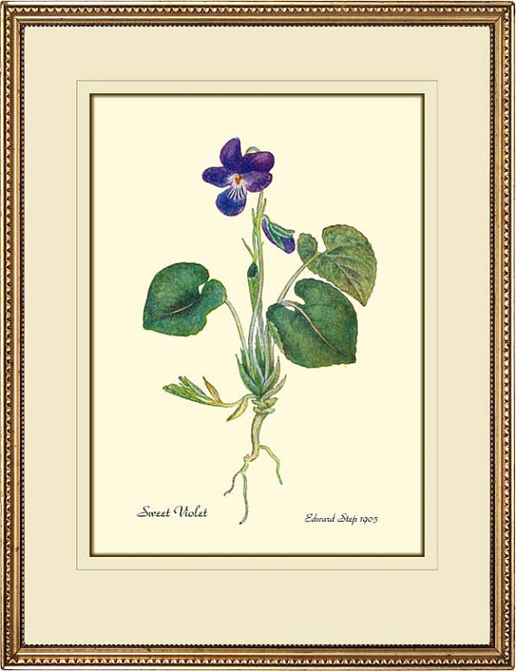 Violet Antique Botanical Print Reproduction By Posterplace On Etsy, $15 intended for Antique Botanical Prints Reproductions