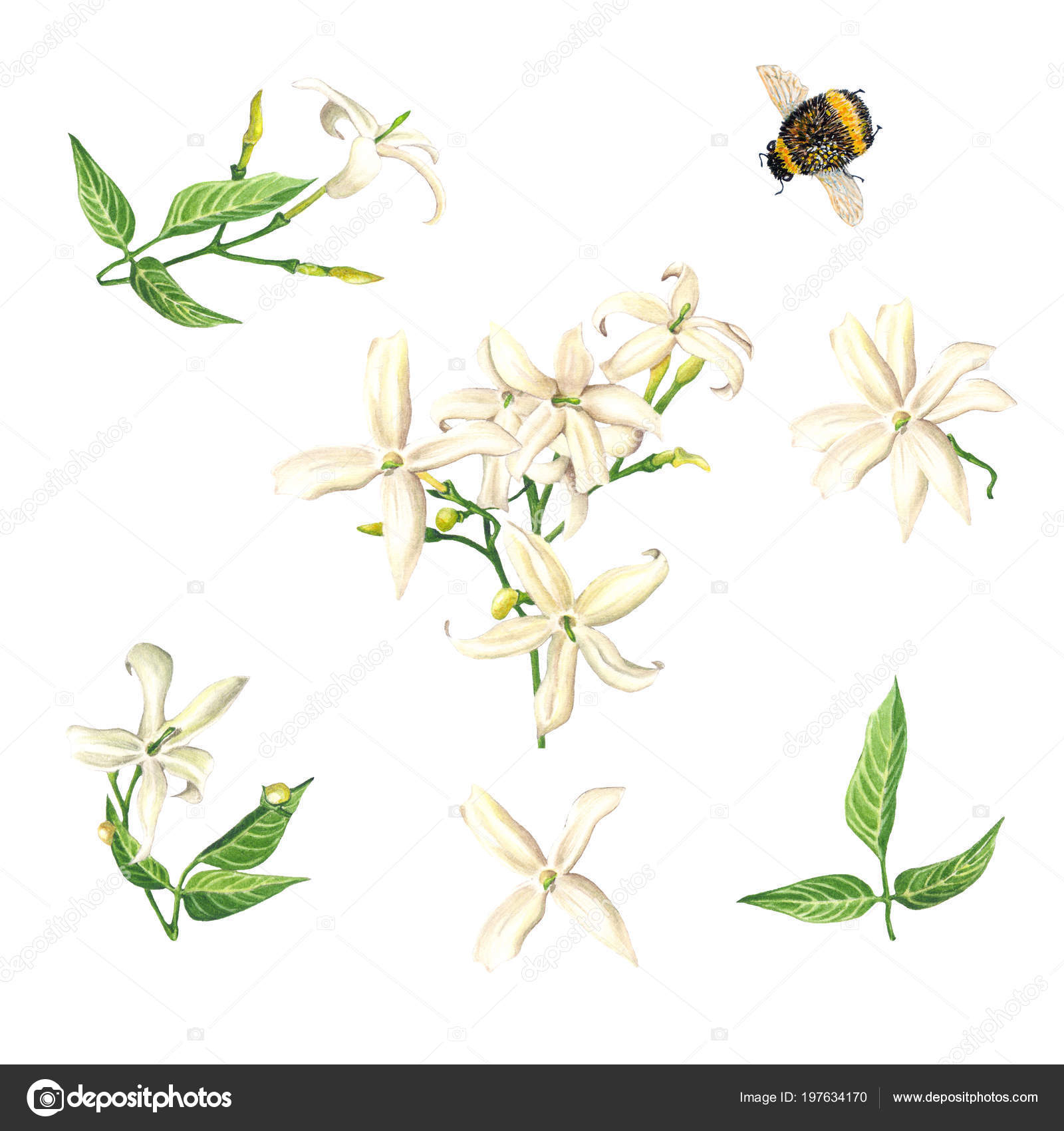 Watercolor Jasmine Flowers Bee White Background Botanical Illustration inside Jasmine Ryan Botanical Artwork