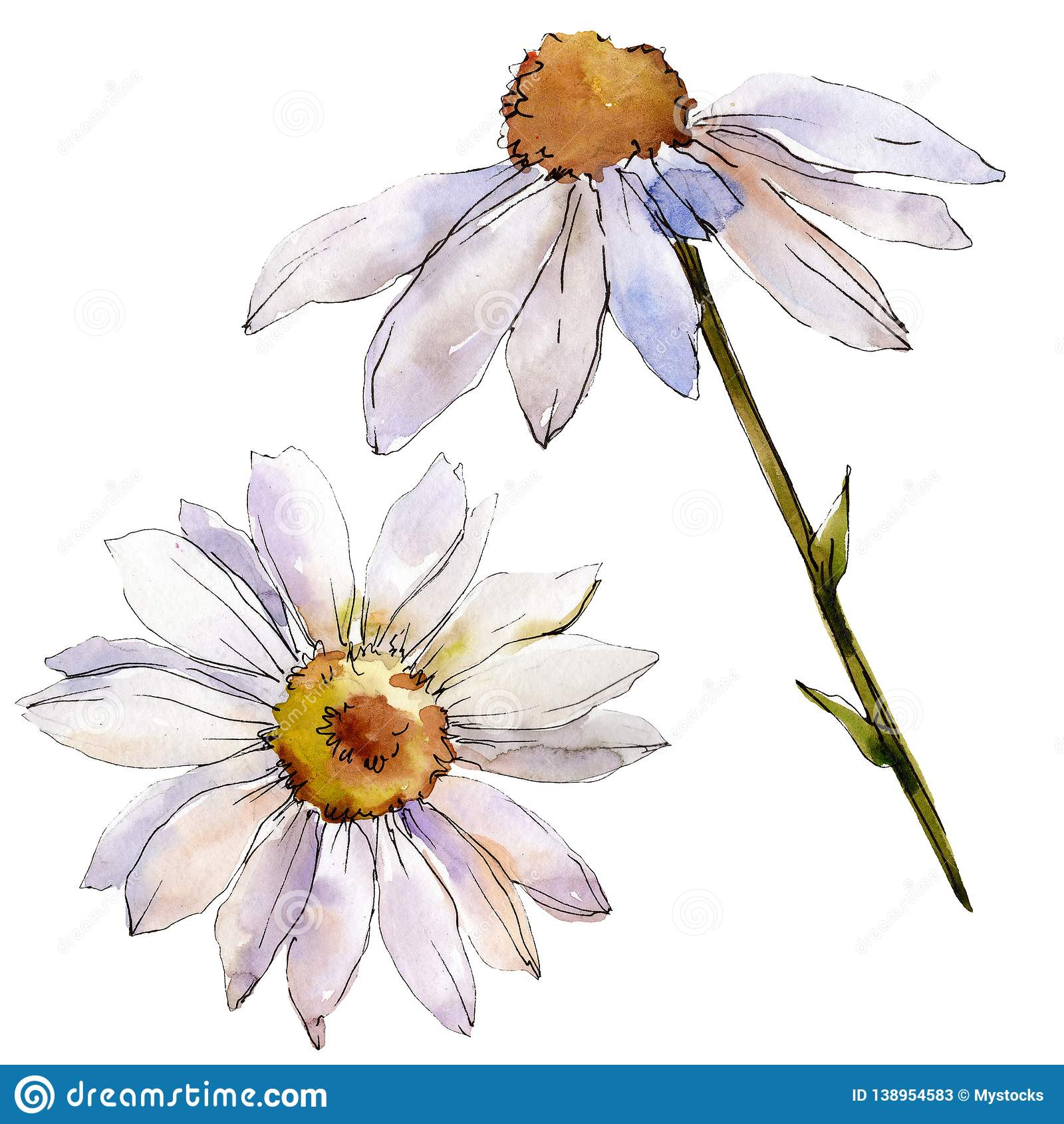 White Daisy Floral Botanical Flower. Watercolor Background Illustration pertaining to Botanical And White Flower