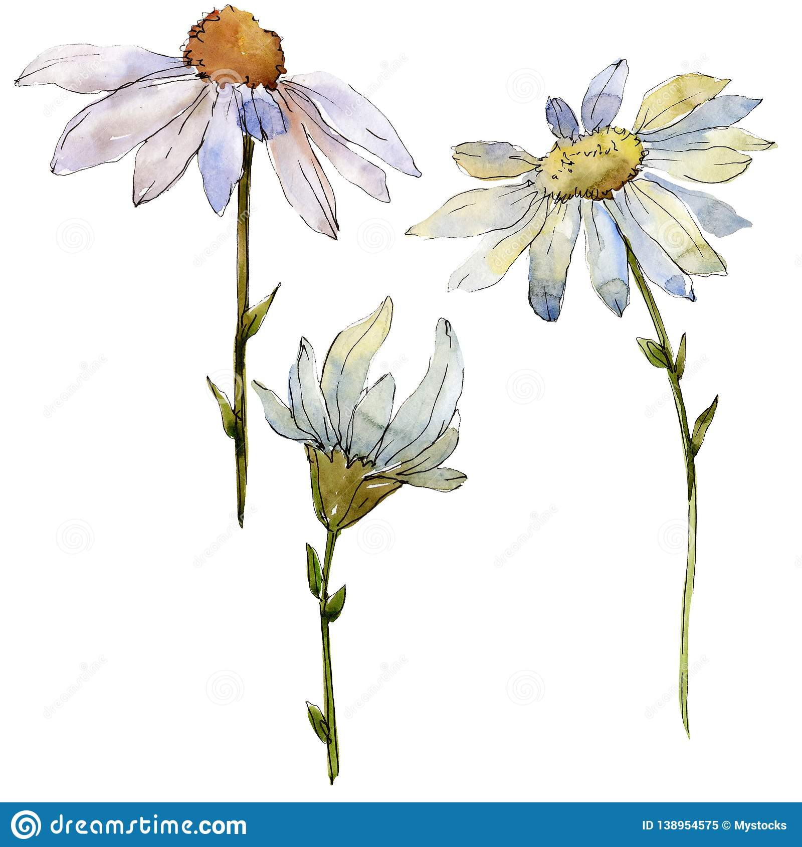 White Daisy Floral Botanical Flower. Watercolor Background Illustration within Botanical And White Flower