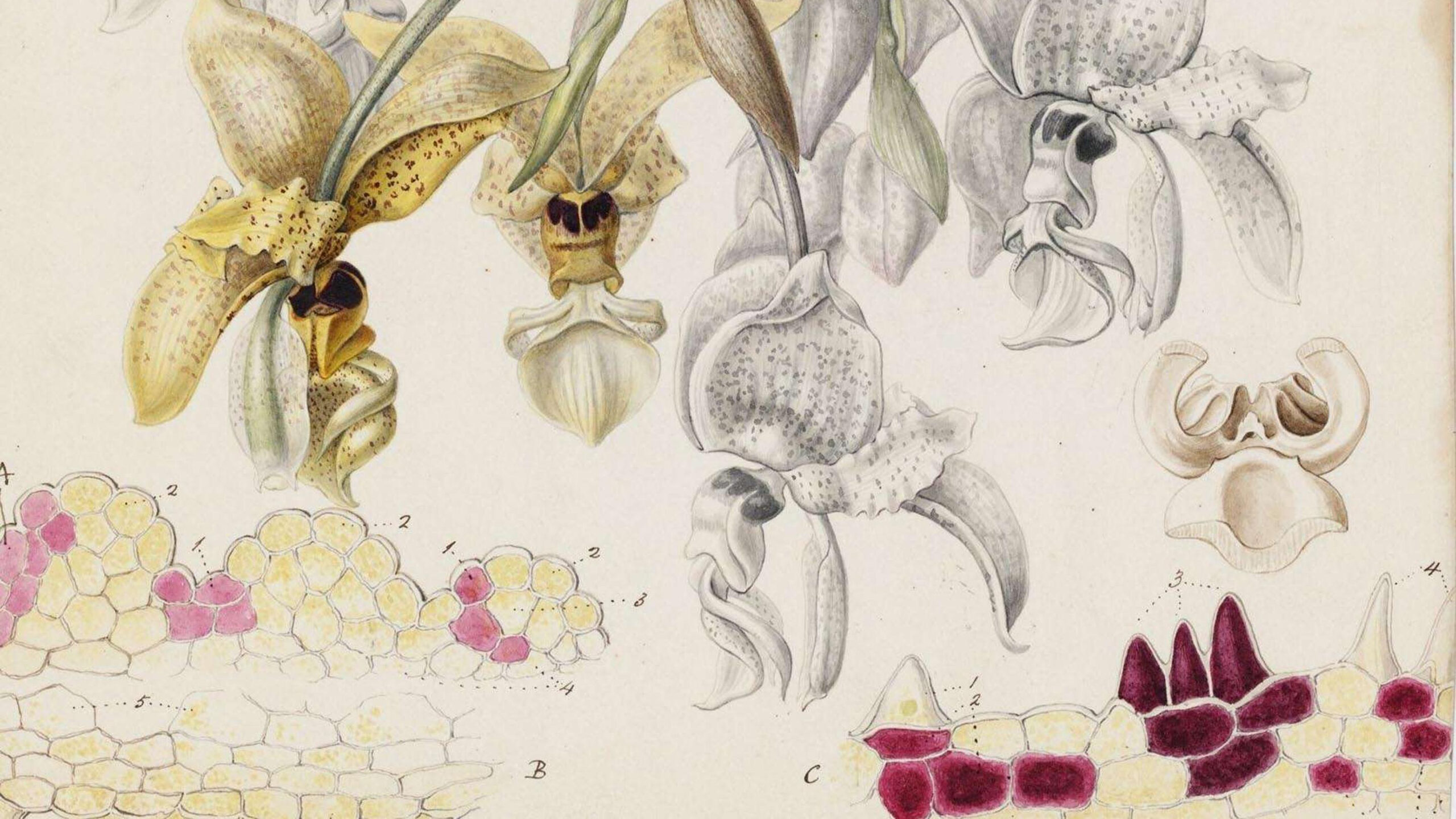 Women Who Transformed The World Of Plants And Fungi | Kew pertaining to Kew Book Of Botanical Illustration